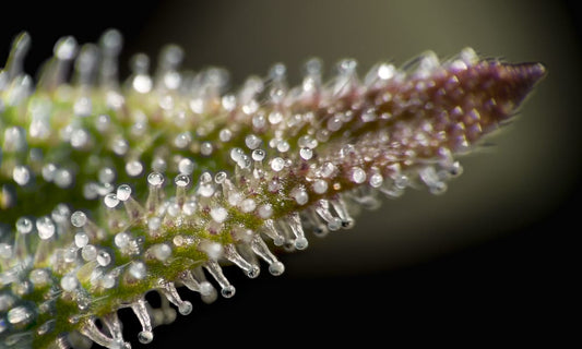 Terpene Guide: 6 Common Cannabis Terpenes and Their Effects