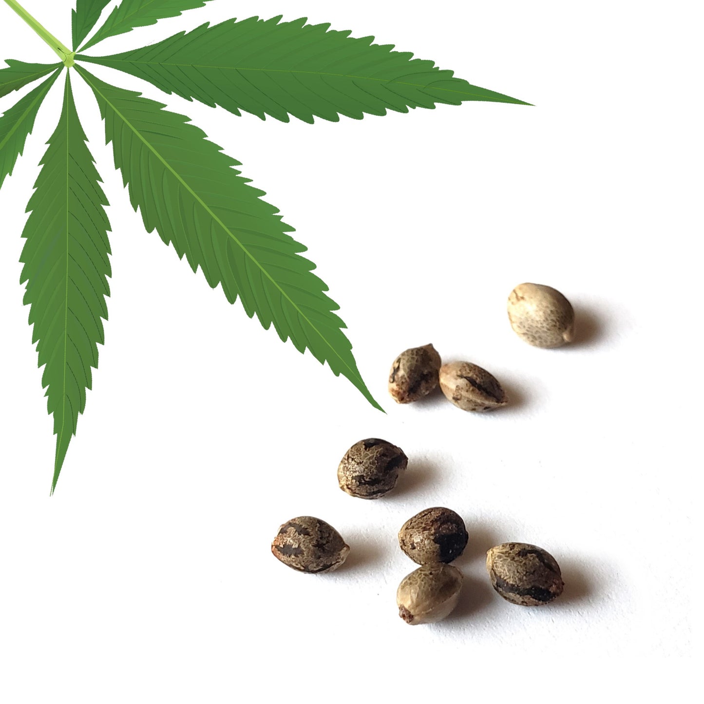 FEMINIZED SEEDS